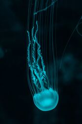 teal jellyfish