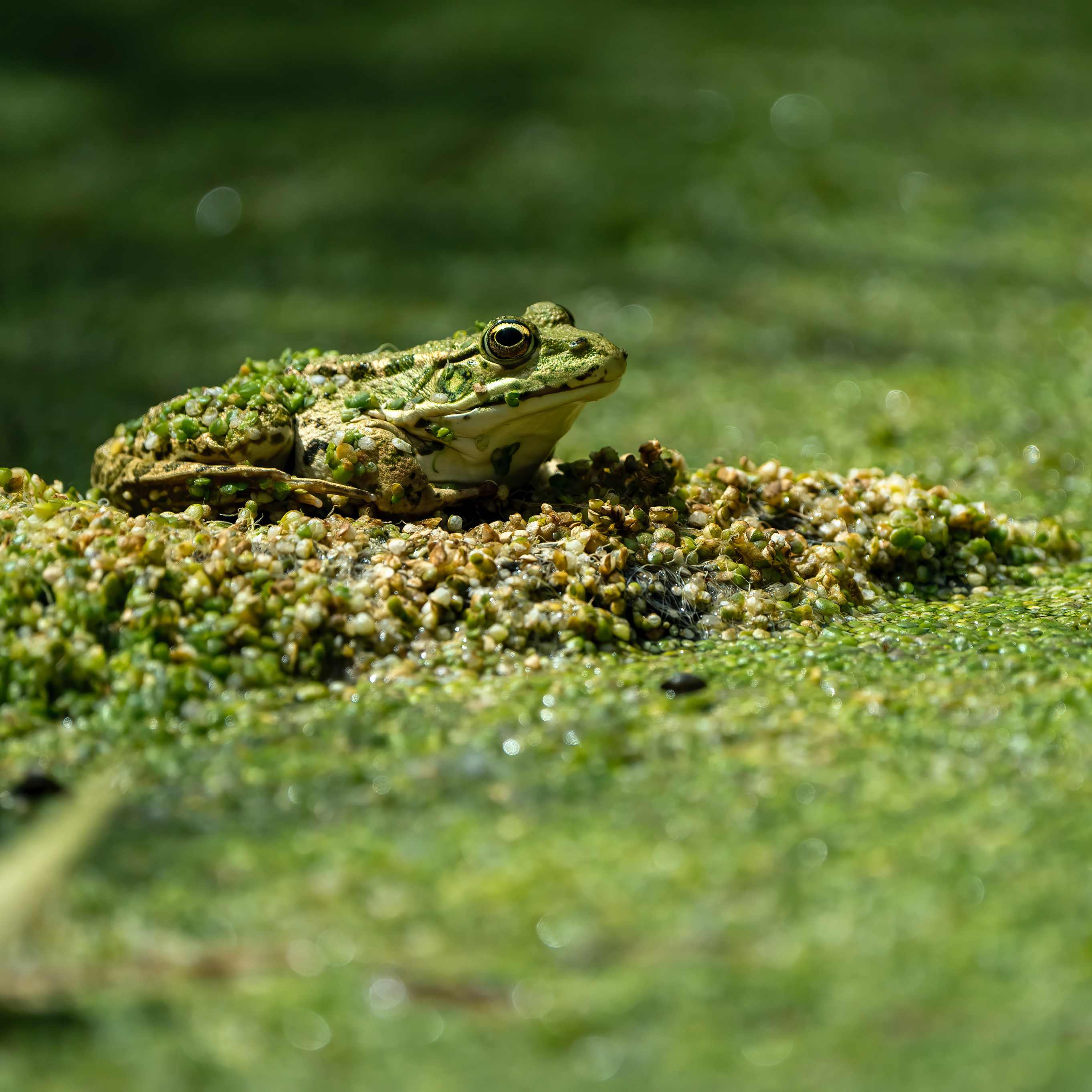 frog in swampy waters
